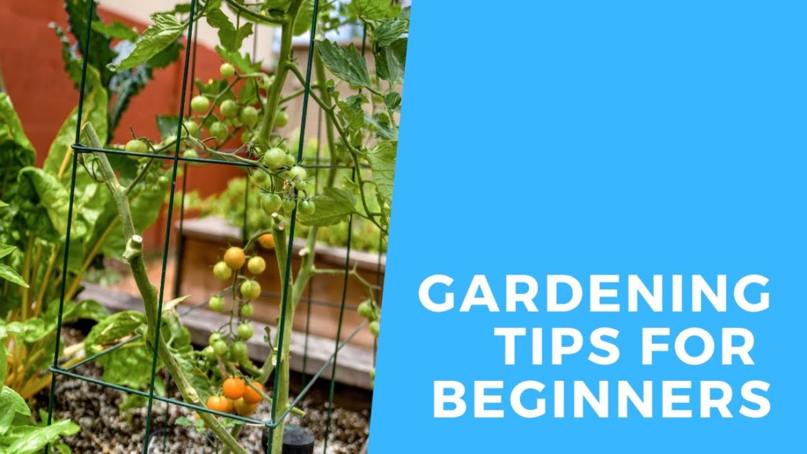 Gardening Tips for the Absolute Beginner