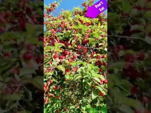 😱 Don’t eat this fruit 😱 #Shorts #ytshorts #fruit 😱 Don’t eat this fruit 😱 #Shorts #ytshorts #fruit