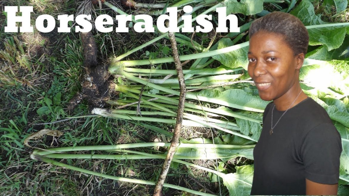 How to save money by growing your own food