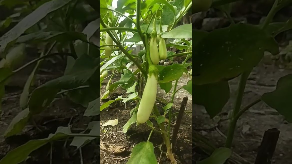 Wait what? A white eggplant? 🍆