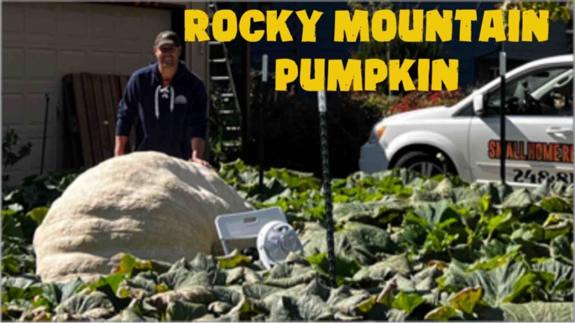 Giant Pumpkin Colorado (small yard grown)