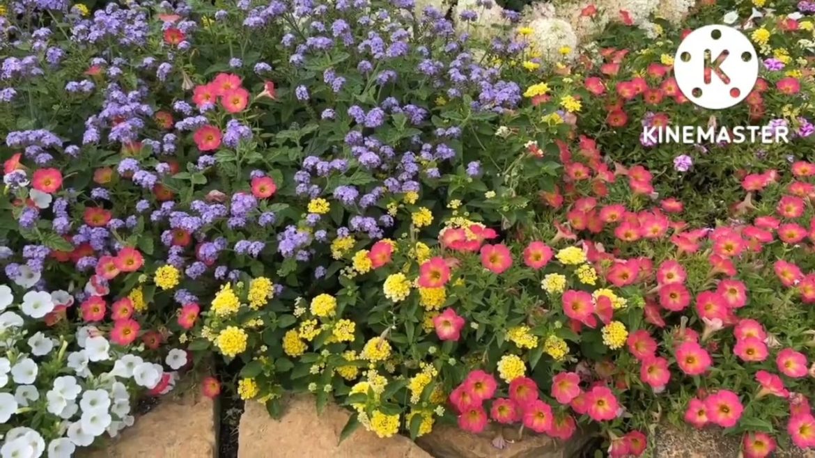 Beautiful flower ideas for front yard garden