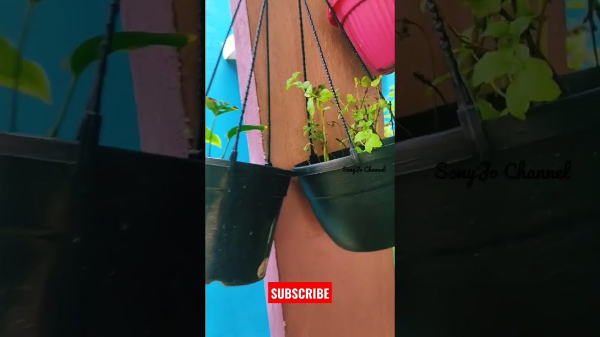 Monstera/Mint & Purple Heart Plants😍❤️🌱🌱Home Gardening#shorts #short #shortvideo #shortsvideo #viral