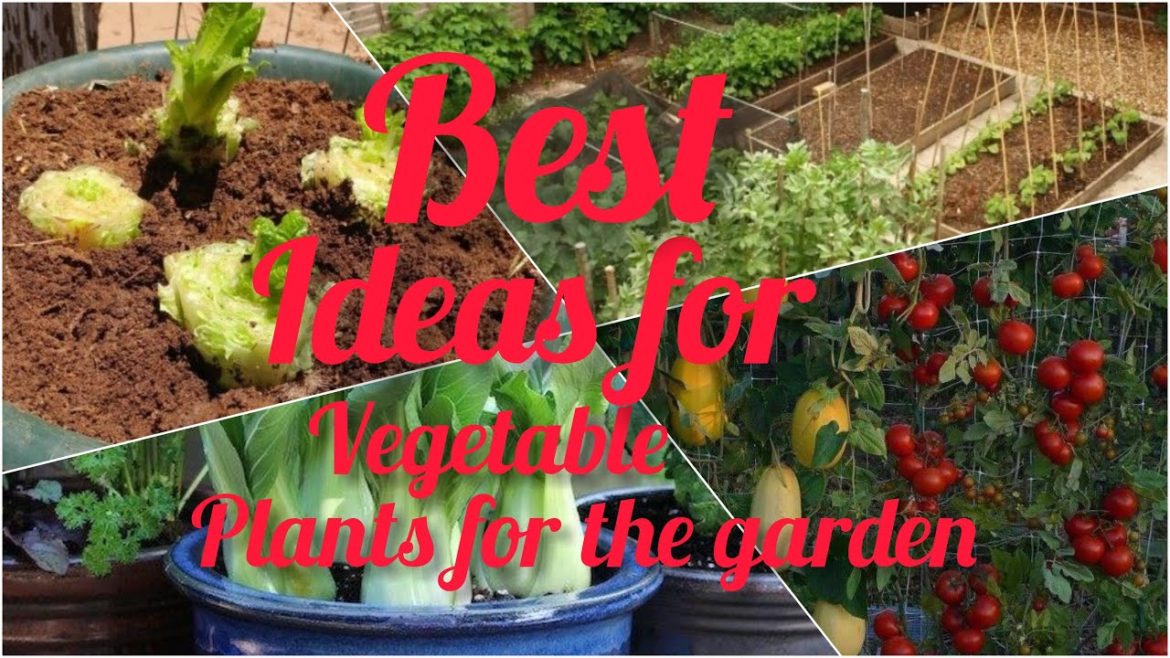 VIRAL VEGETABLE GARDENING - AMAZING GARDEN | Garden Aesthetic