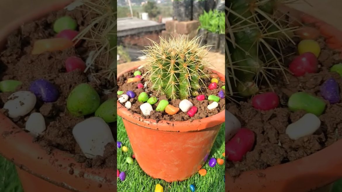 Cactus #trending #gardening #shorts #part_17 Cactus #trending #gardening #shorts #part_17