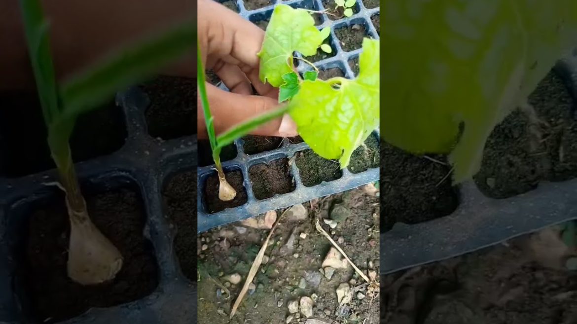 🌿शीतकालीन सब्जियों का पौधा || winter vegetable plants 🌱🌱#garden #vegitablegarden 🌿शीतकालीन सब्जियों का पौधा || winter vegetable plants 🌱🌱#garden #vegitablegarden