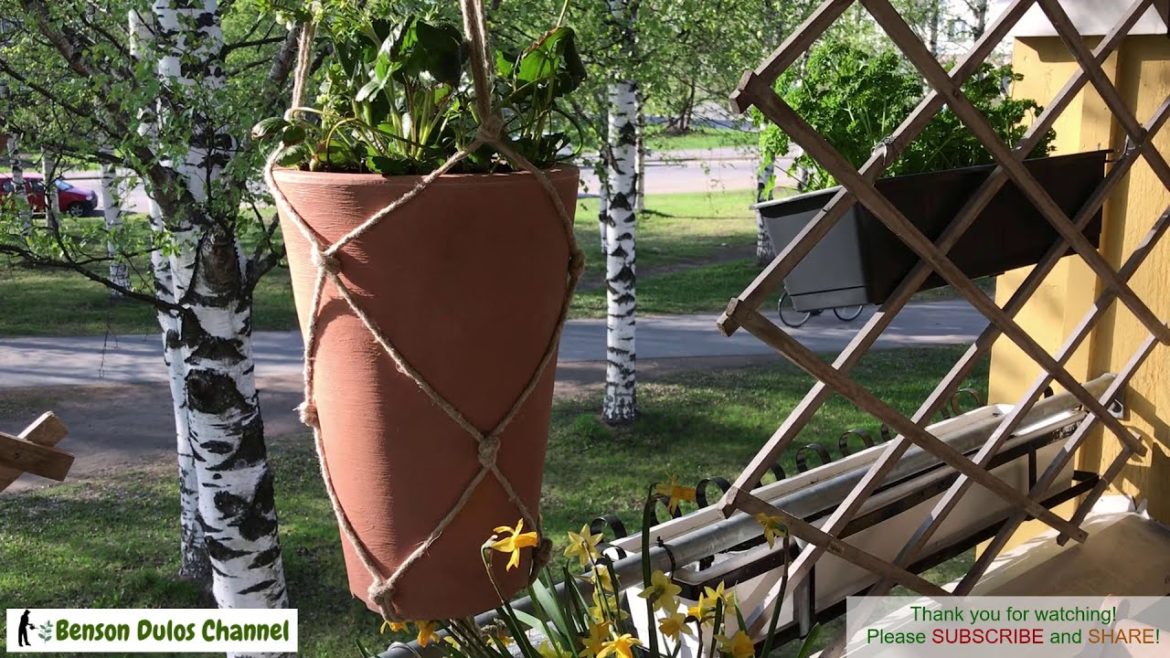 GROW Strawberry. Container Garden. Gardening