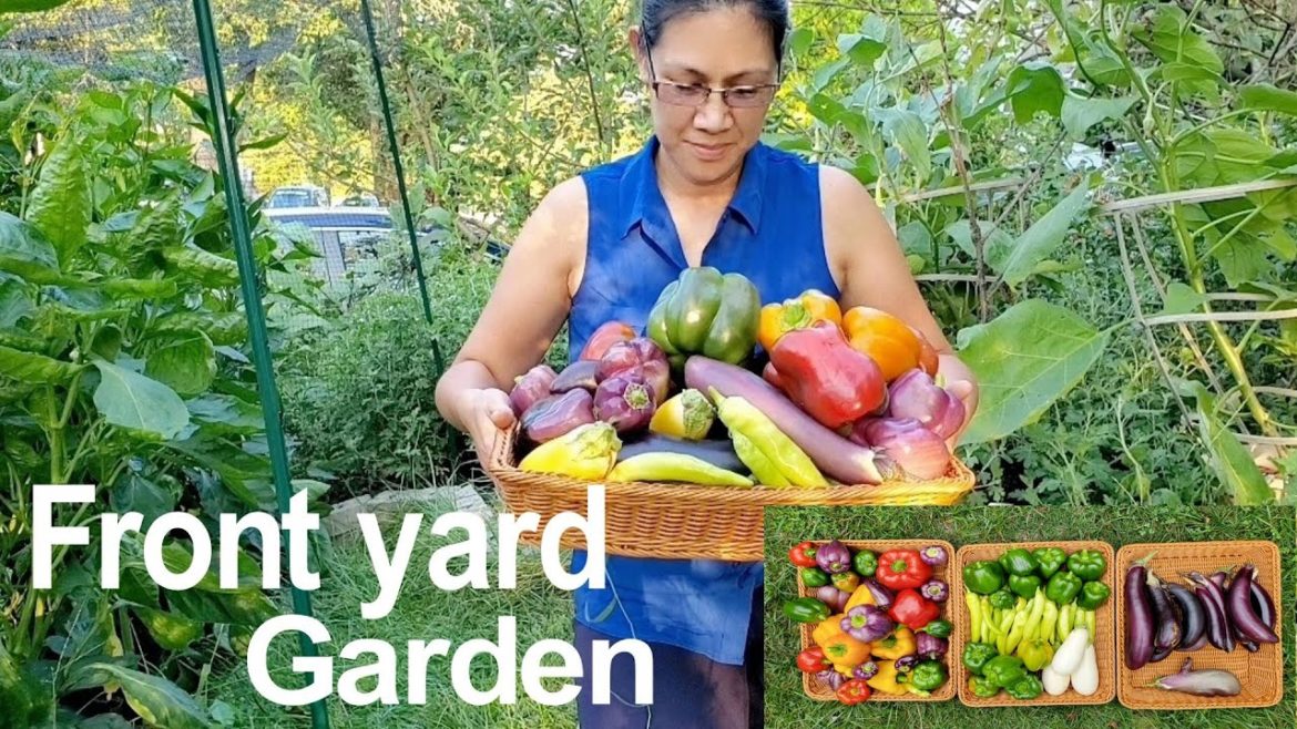 Bountiful front yard garden vegetable harvest | NJ and TX Garden | Multicolor Pepper, Eggplant