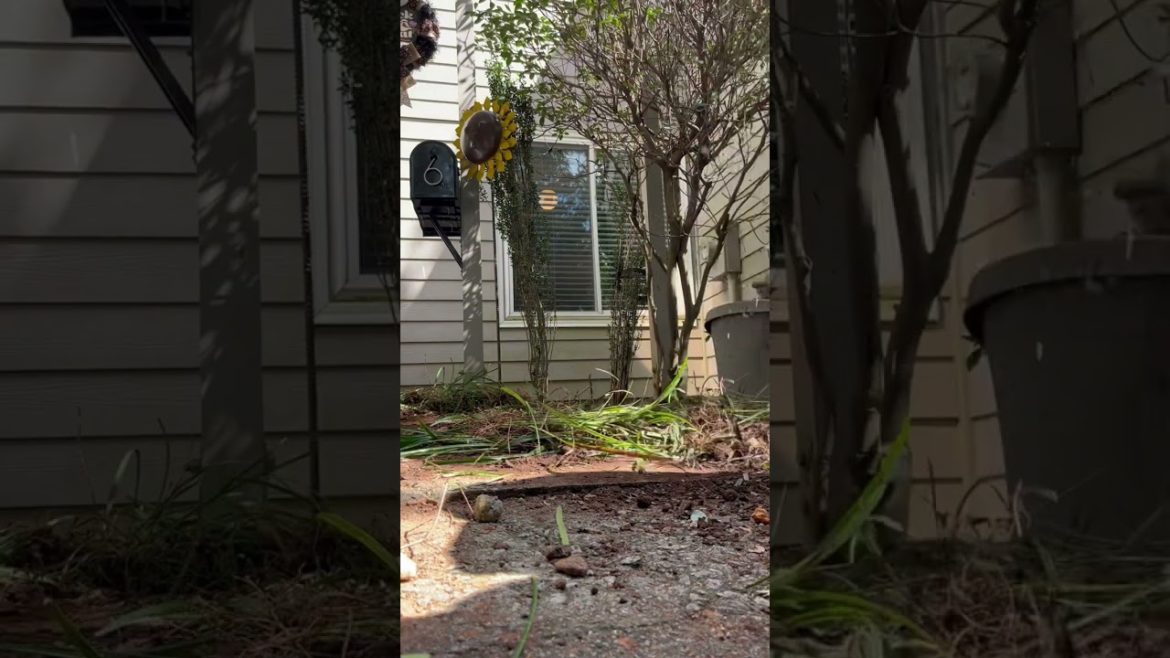 Epic Front yard Transformation She loves it ✌️