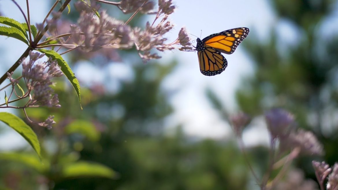 How to Start a Container Garden