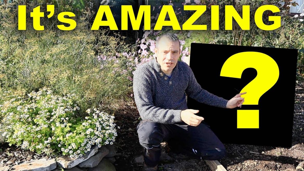 This 1 AMAZING Thing Will Make This Part Of My GARDEN Productive Again This 1 AMAZING Thing Will Make This Part Of My GARDEN Productive Again