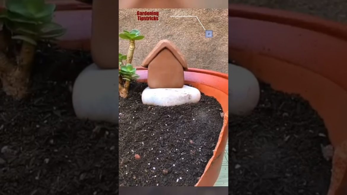 unique container gardening ideas for succulent plants. unique container gardening ideas for succulent plants.