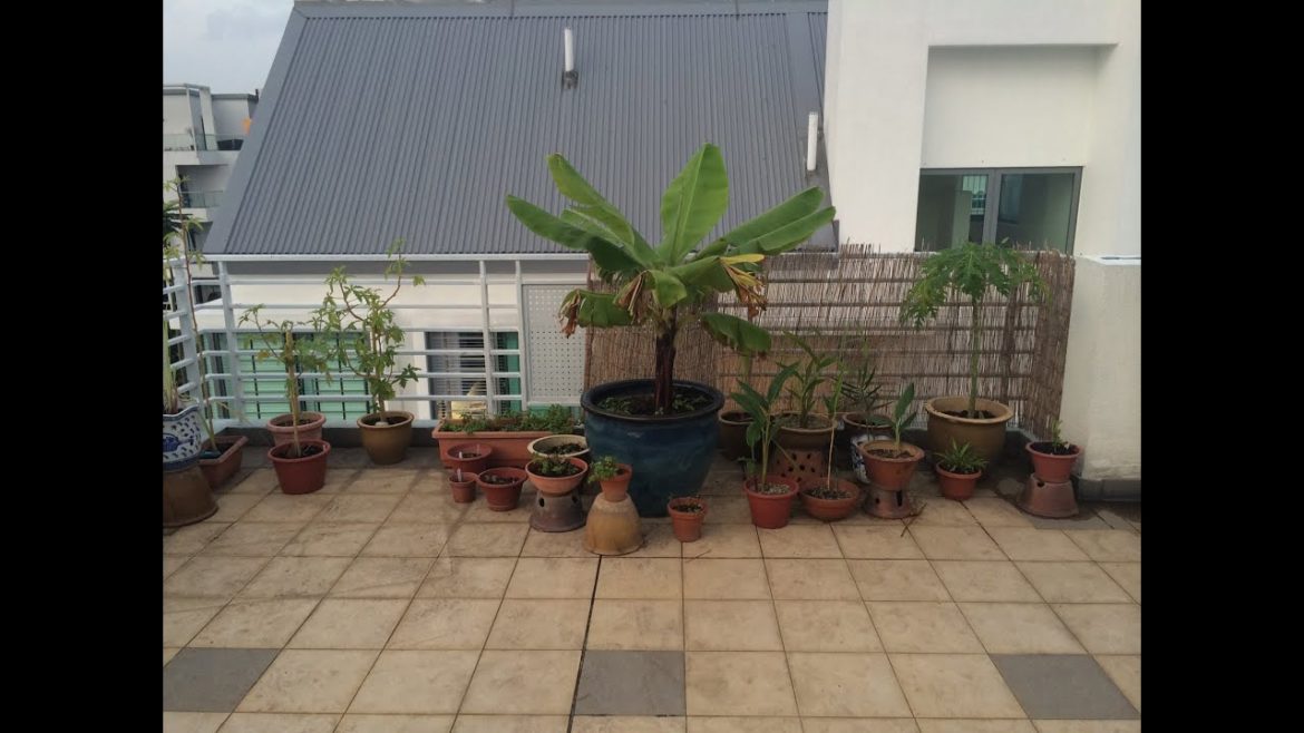 Singapore Rooftop Edible Container Garden