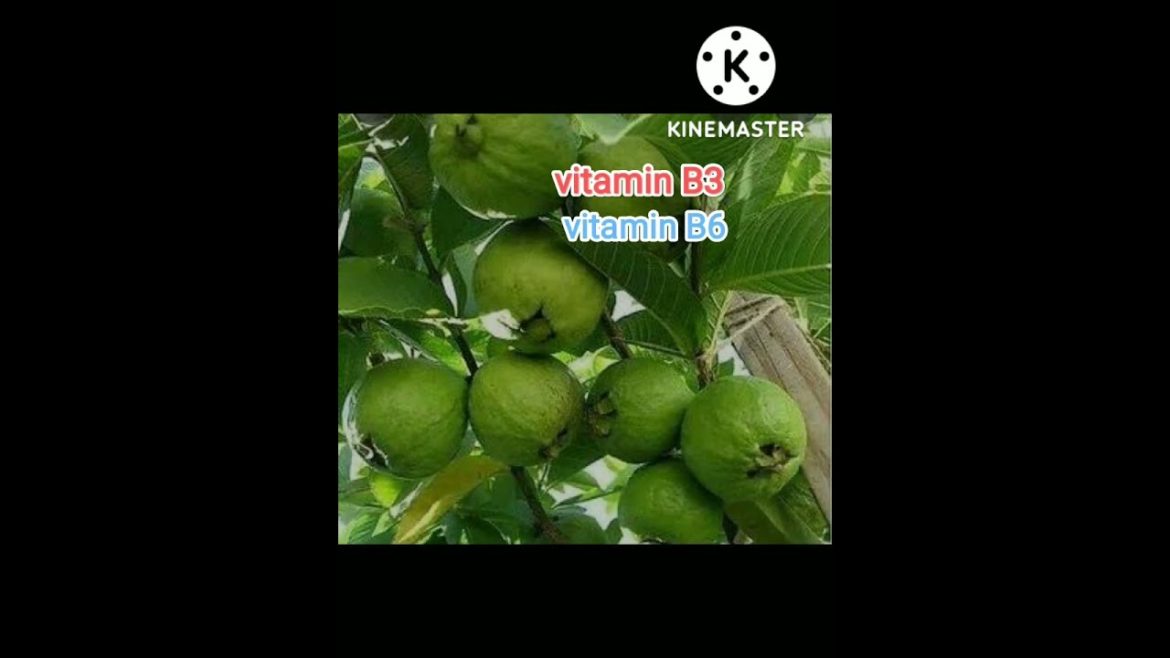 😚guava ke benefits  amrud song funny🤣