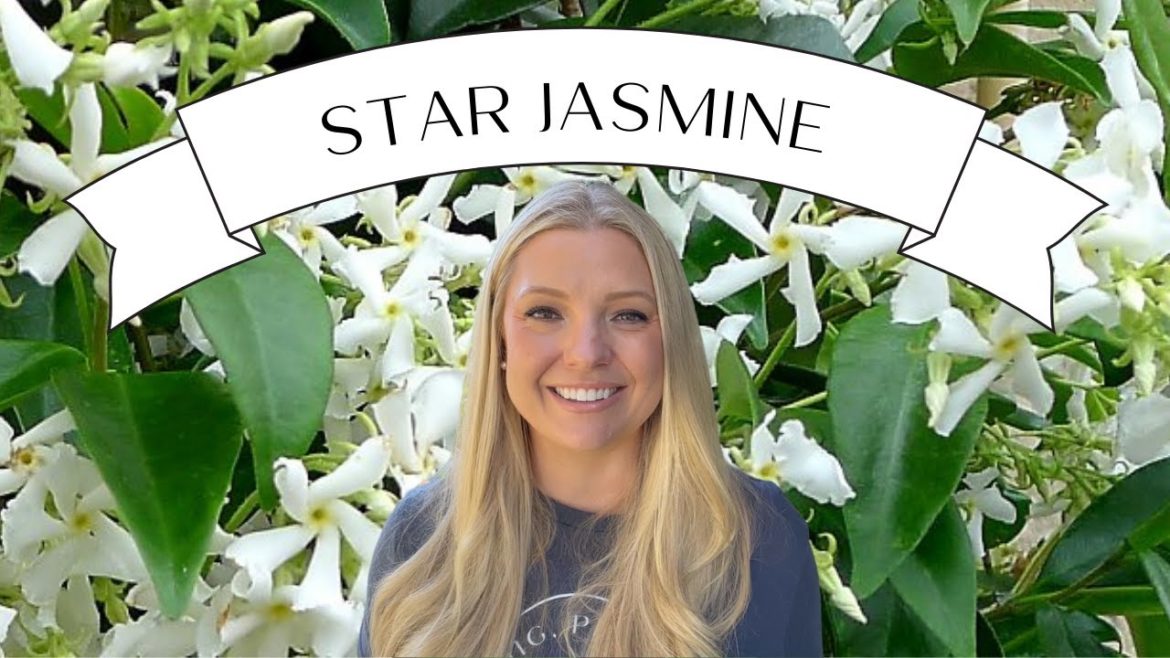 Plant Profile: Star Jasmine :: Dig, Plant, Water, Repeat Plant Profile: Star Jasmine :: Dig, Plant, Water, Repeat