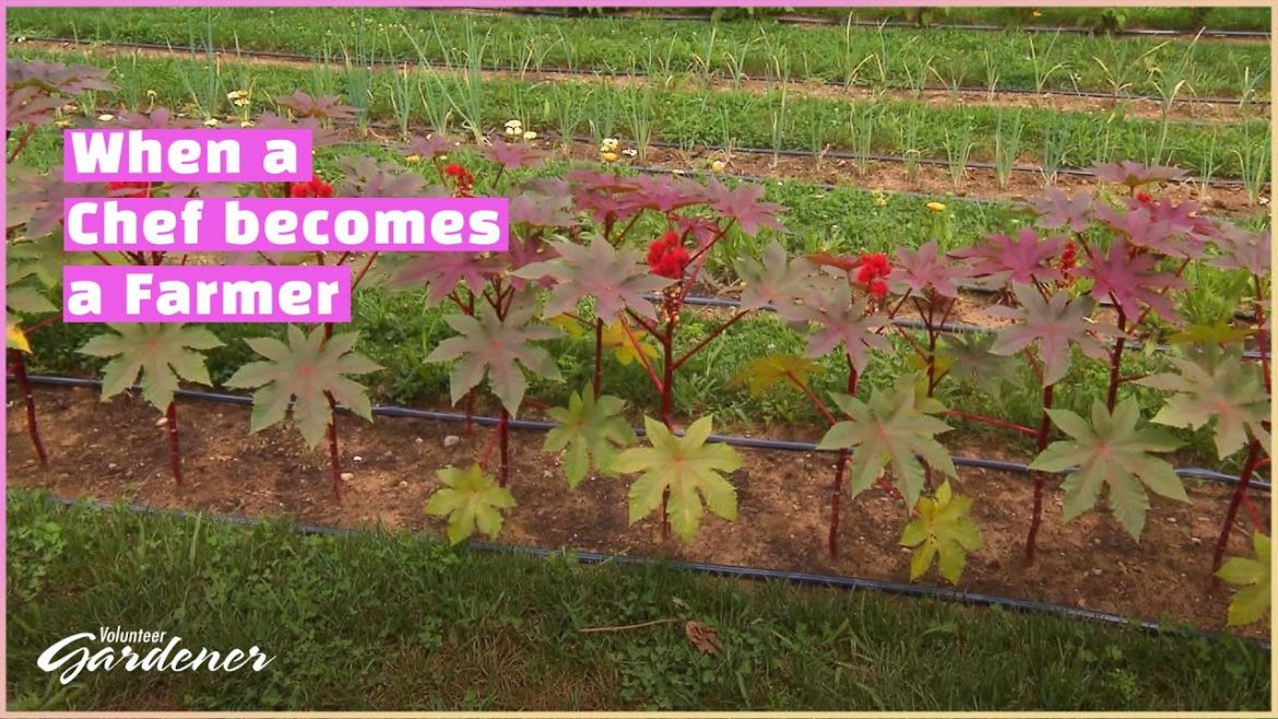 When a Chef becomes a Farmer | Volunteer Gardener