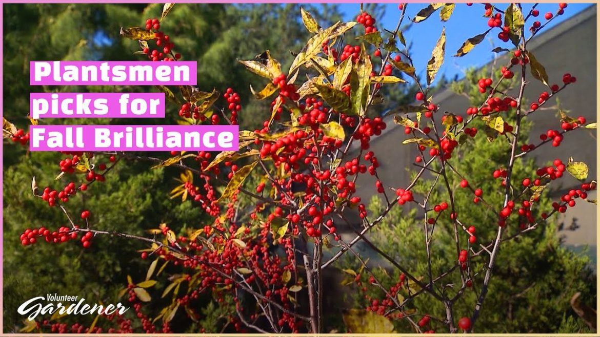Native Plants with Fall Interest | Volunteer Gardener Native Plants with Fall Interest | Volunteer Gardener