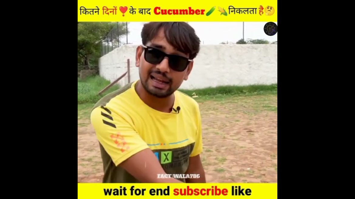 Experiment🥰 ~ कितने दिनों🪴के बाद Cucumber🥒🌽निकलता है🤔 @MR. INDIAN HACKER @Crazy XYZ #shorts #viral