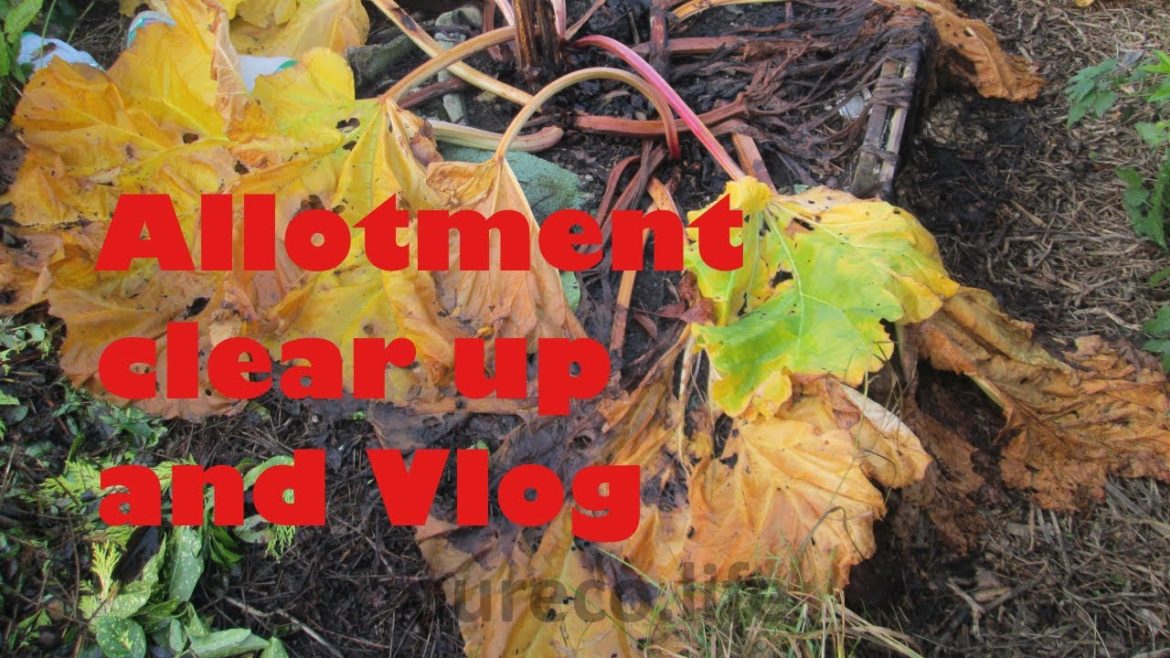 Allotment clear up and Vlog November 2020 Part one
