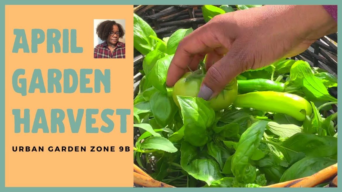 Monthly Small Container Garden Spring Harvest April 2022  Liz's Urban Zone 9B Garden