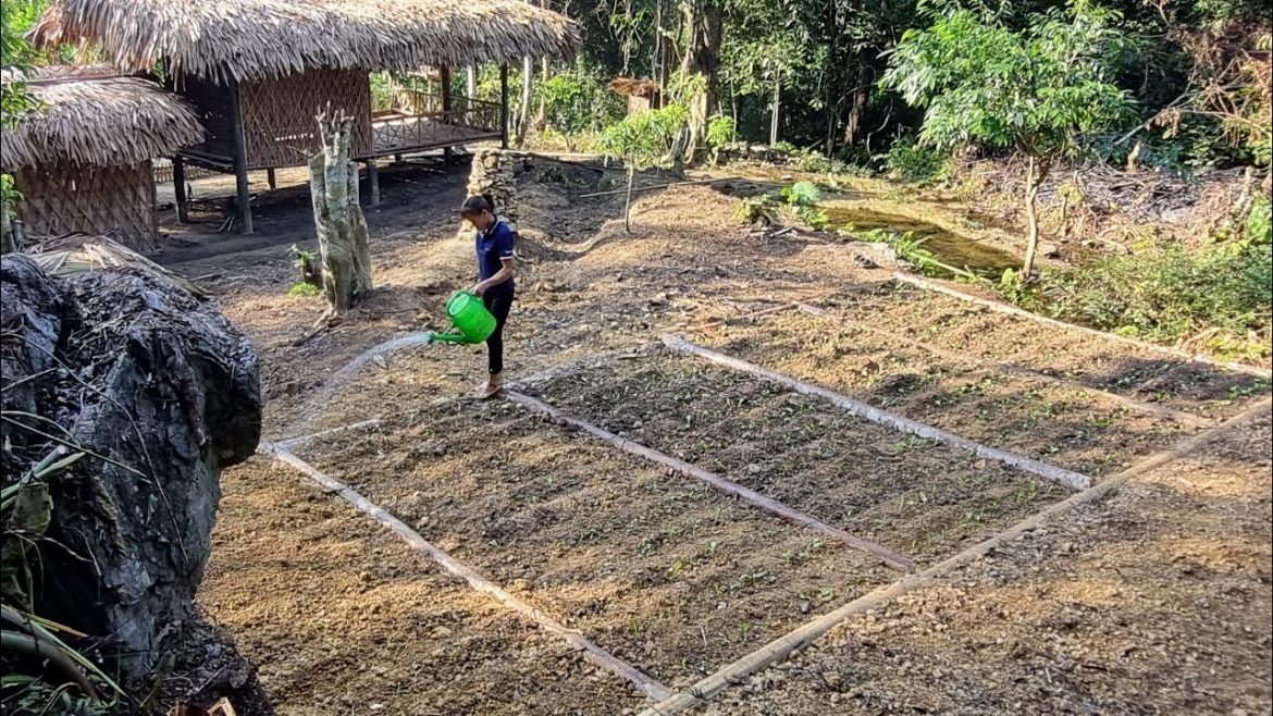 Build a Farm Alone, Vegetable Gardening - Bàn Thị Diết