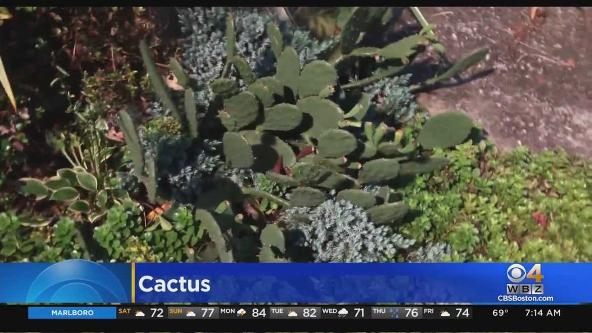 Gardening Tips: Cactus