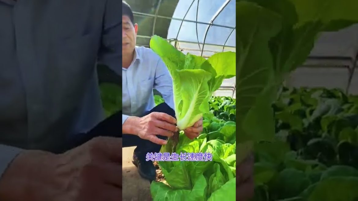 Tips for Growing Vegetables