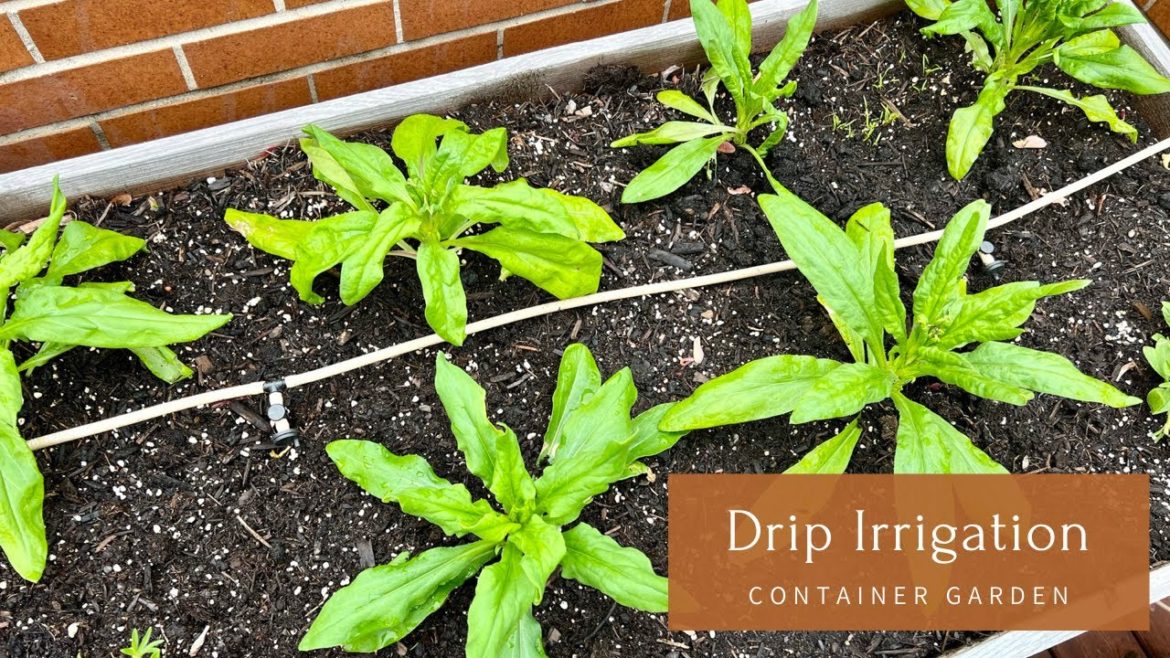 All About The Drip Irrigation I Use In My Container Garden All About The Drip Irrigation I Use In My Container Garden