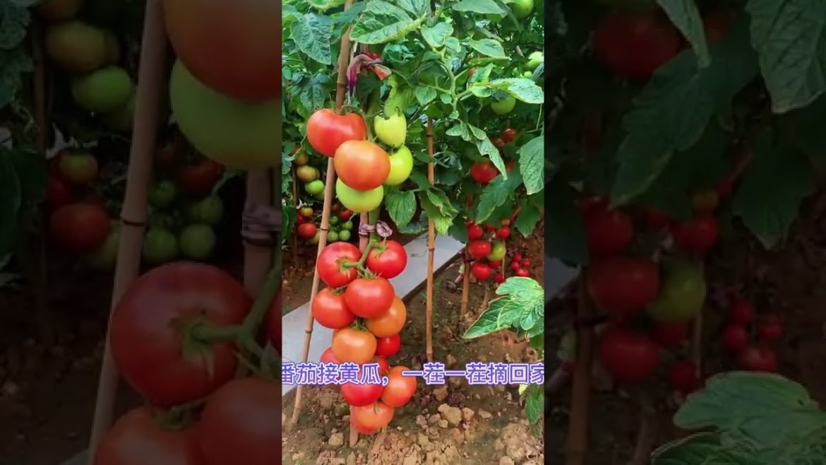 Tips for Growing Vegetables