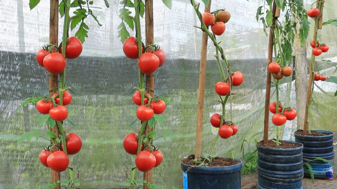 [Terrace garden] Growing tomatoes in self-watering recycled plastic containers