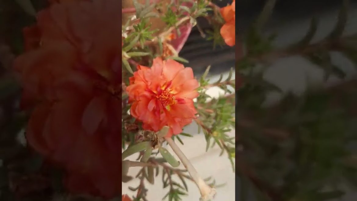 Meri zindagi hai gardening...🥰🥰