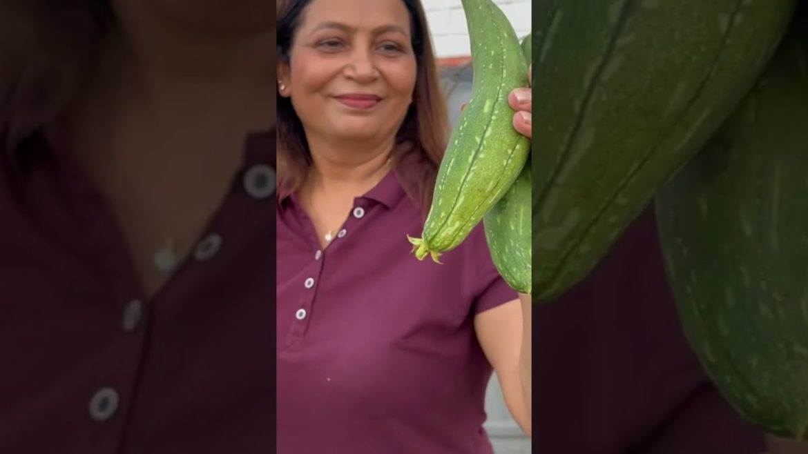 तोरी तो देखो मेरी छ्त पर तोरी तो देखो मेरी छ्त पर