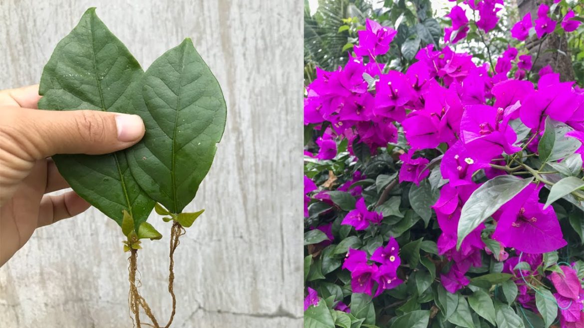 Method of propagating bougainvillea by leaves