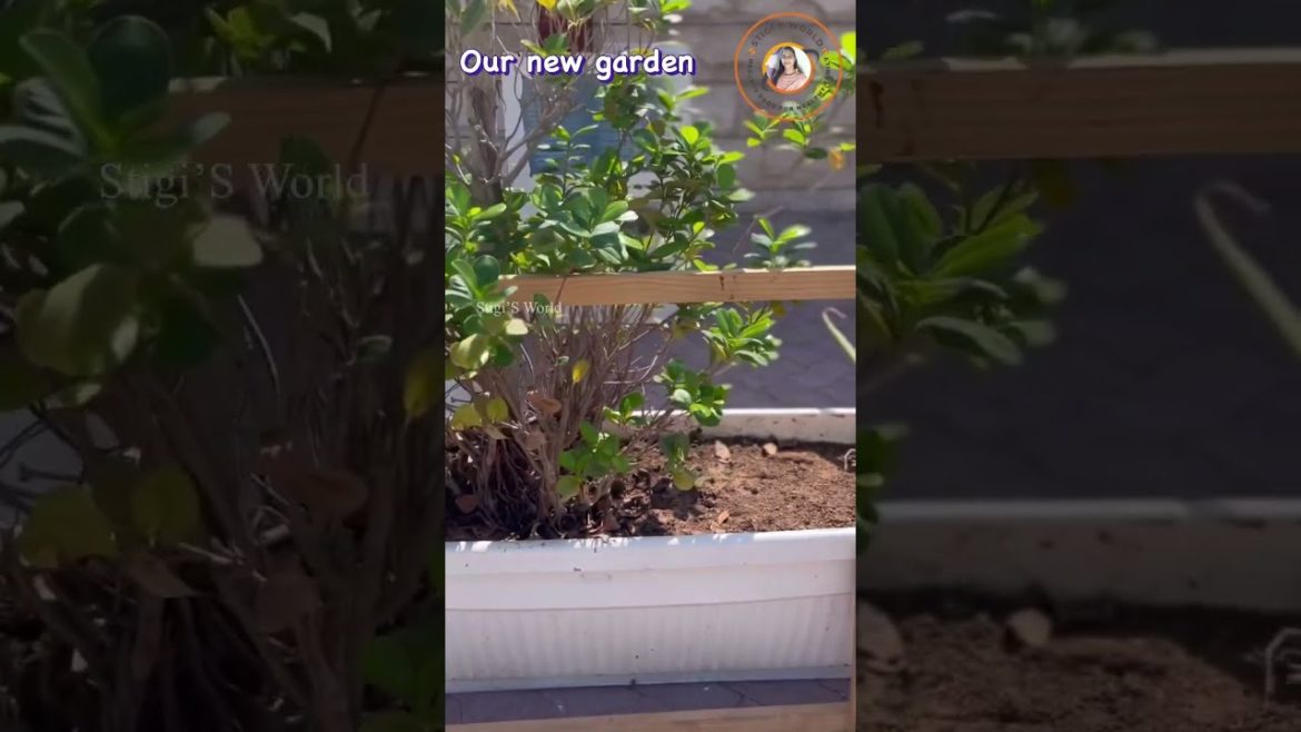 Our new garden/Stigi’S World Our new garden/Stigi’S World