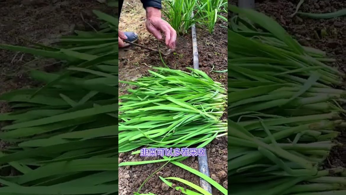 Tips for Growing Vegetables