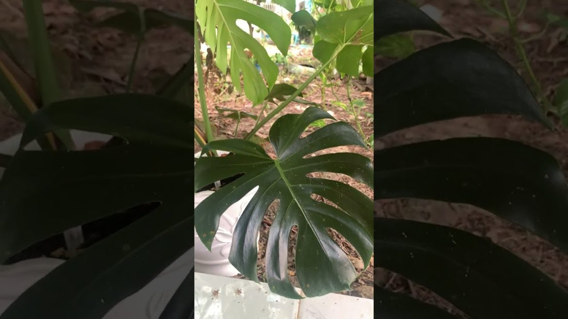 Relaxing with Green Plants Garden Tour | Ep 178 #shorts