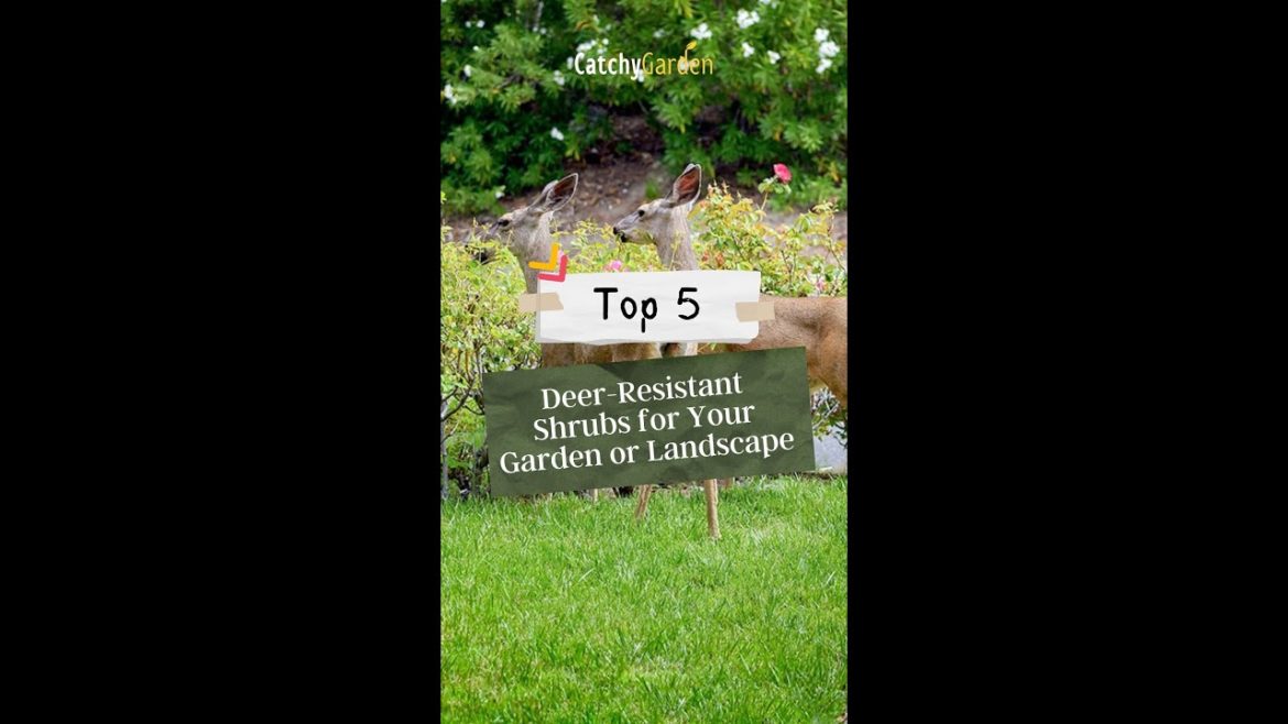 Top 5 Deer Resistant Shrubs for Your Garden or Landscape πΏπ¦π· // #short #shorts Top 5 Deer Resistant Shrubs for Your Garden or Landscape πΏπ¦π· // #short #shorts