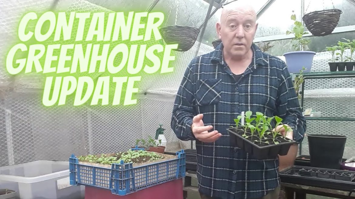 Container Greenhouse Update [Gardening Allotment UK] [Grow Vegetables At Home ]