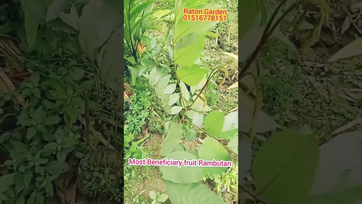 খুবই মুল্যবান, উপকারী ফল রাম্বুটান গাছের চারা স্বল্প দামে #raton_garden #shorts খুবই মুল্যবান, উপকারী ফল রাম্বুটান গাছের চারা স্বল্প দামে #raton_garden #shorts