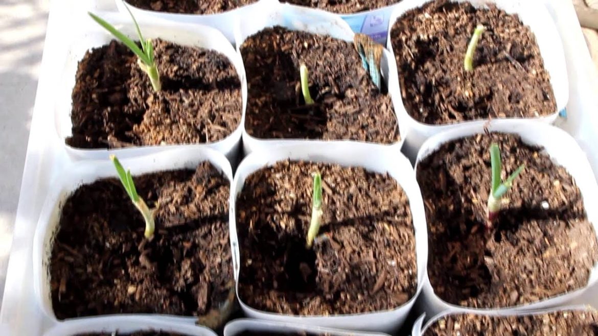 Vegetable Container Garden Video Journal #5 HD 5/26/2013 Zone 9a Cal & Tomato No Roots Grafting