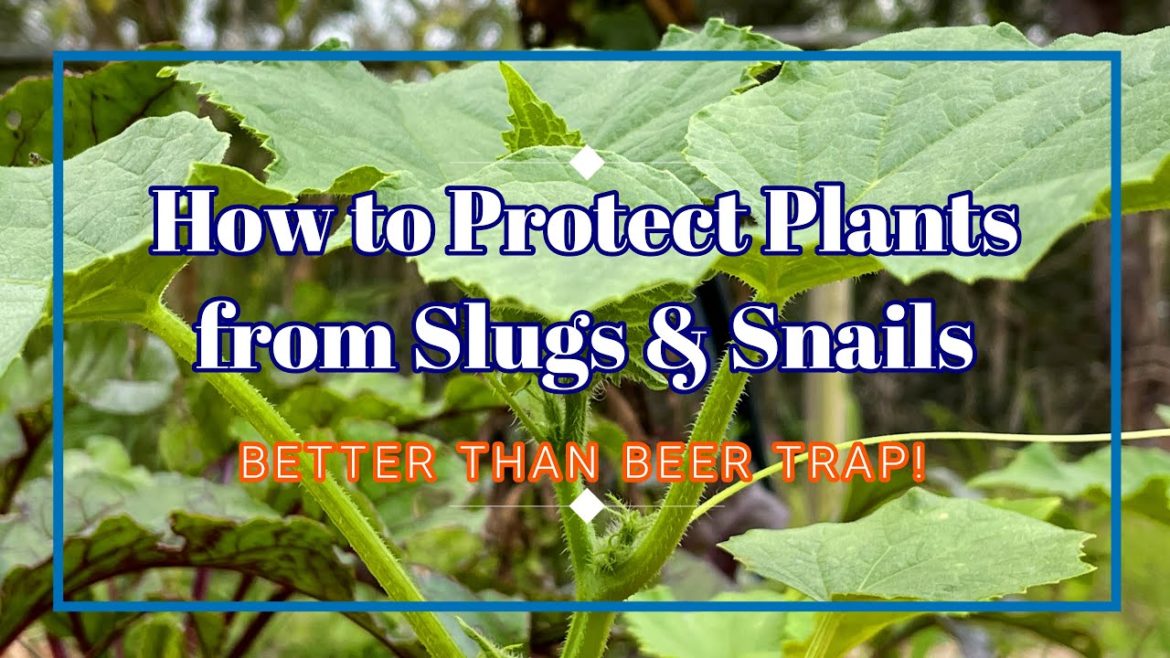 How to Protect Plants from Slugs and Snails – Better than Beer Traps!! How to Protect Plants from Slugs and Snails - Better than Beer Traps!!