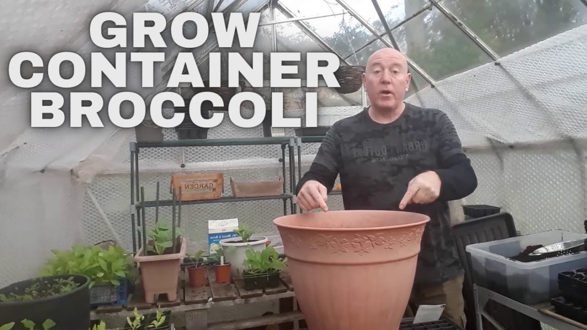 Grow Container Broccoli [Gardening Allotment UK] [Grow Vegetables At Home ]