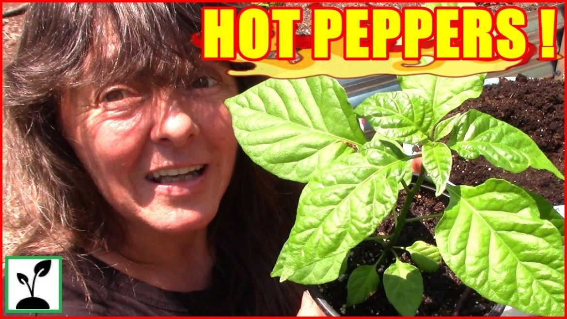 How To Grow HOT Peppers ! Container Gardening Tips ! How To Grow HOT Peppers ! Container Gardening Tips !