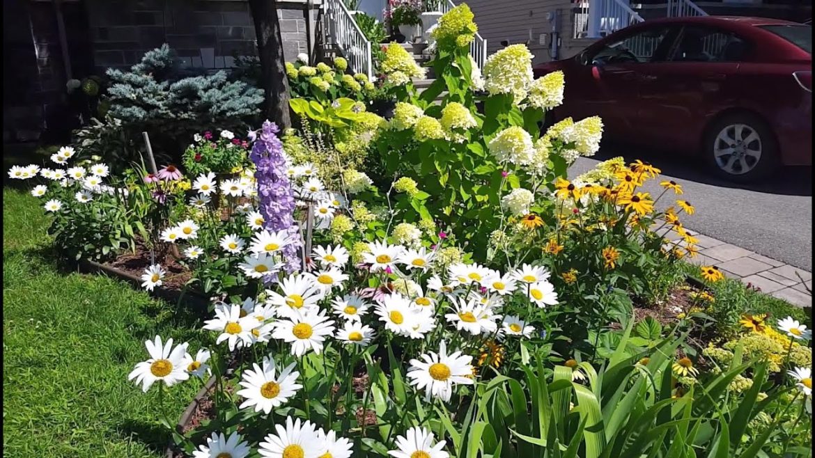 GARDEN TOUR | More blooms in our frontyard PERENNIAL garden