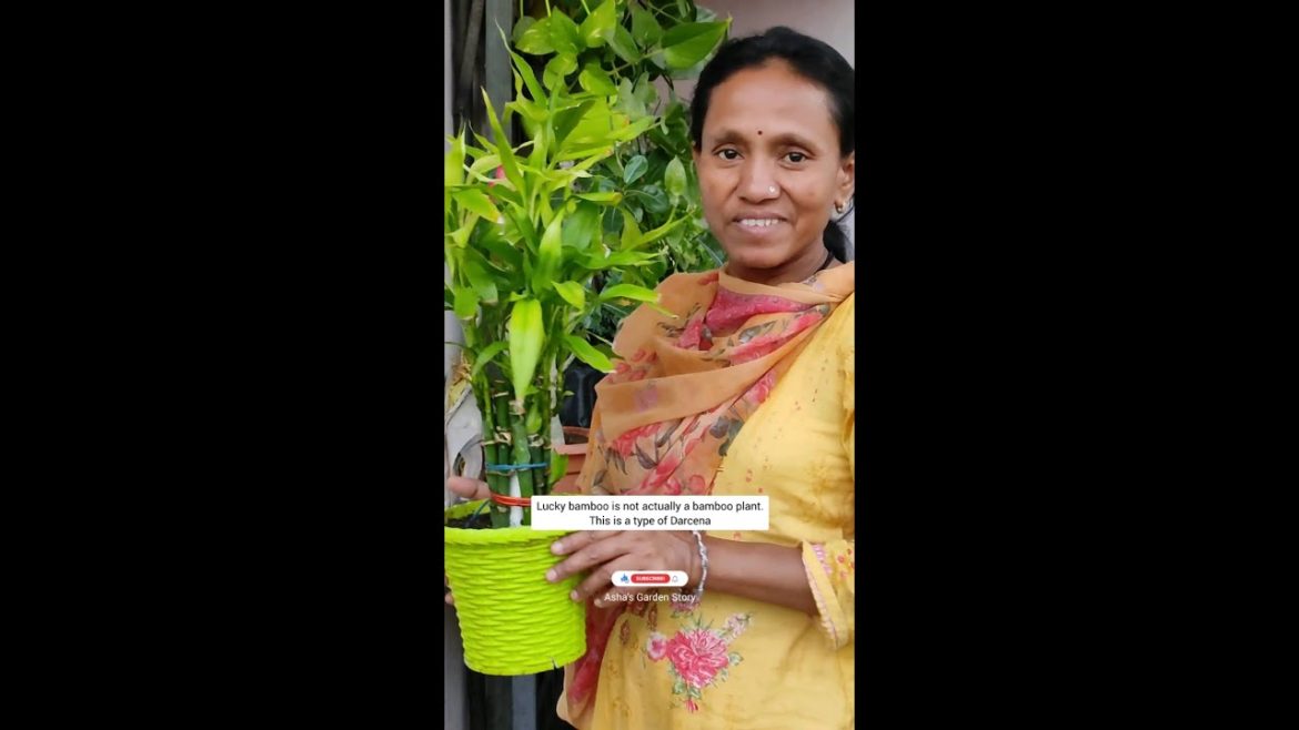 Grow Lucky Bamboo Plant|लकी बैम्बू घर पर आसानी से उगाएं|#ashasgardenstory#shorts