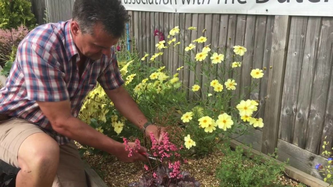 Antony's Gardening Tips - Heuchera