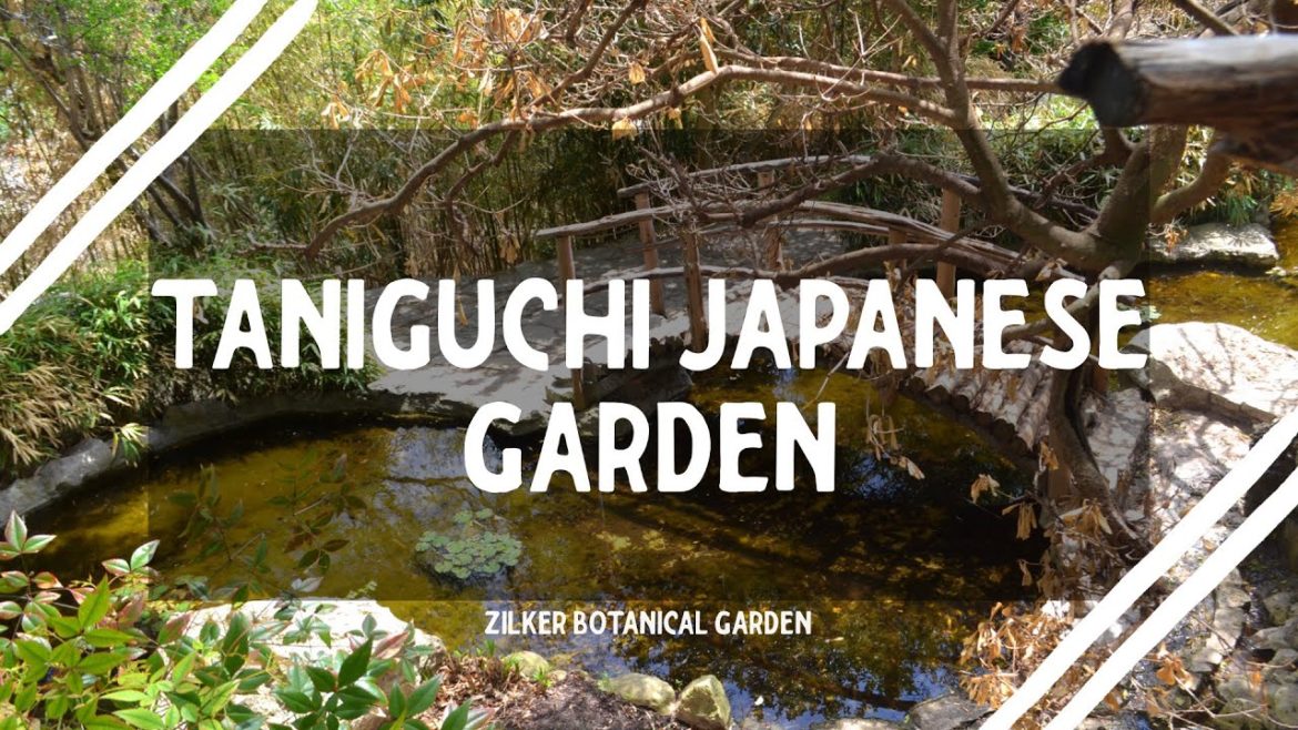 Taniguchi Japanese Garden in the Zilker Botanical Garden || Exploring Austin, Texas
