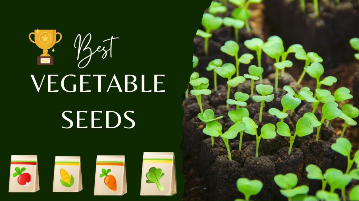 13 Best Vegetable Seeds Online Shopping 2022 , Gardening Tips , Home Gardening , Gardening Ideas 13 Best Vegetable Seeds Online Shopping 2022 , Gardening Tips , Home Gardening , Gardening Ideas