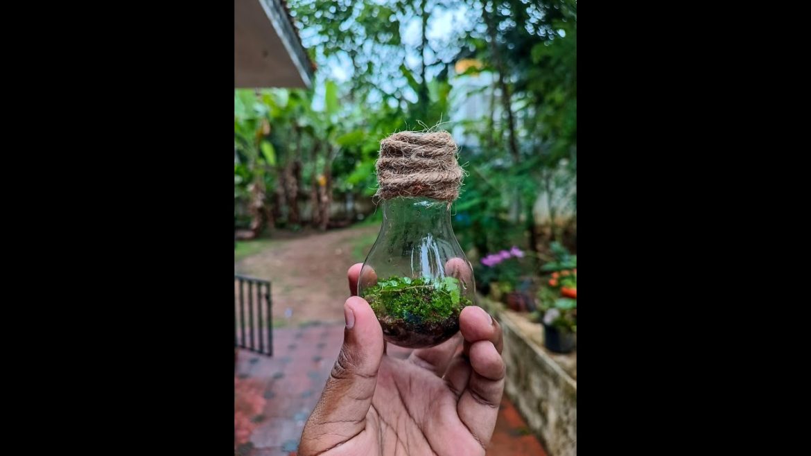 DIY Bulb Terrarium... #shorts #ytshorts #terrarium #bulb
