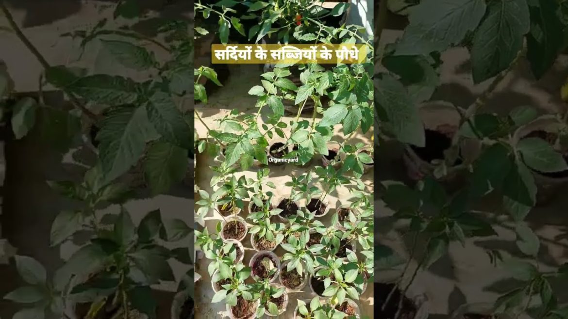 मेरी तरह तैयार करें सर्दियों की सब्जियों के पौधे। Winter Season Vegetable Seedlings in Hindi #shorts
